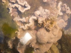 Lithophyllum incrustans