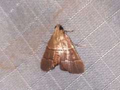 Stemmatophora flavicaput