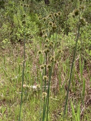 Juncus megacephalus