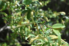 Salix triandra