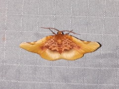 Pyrinioides sinuosus