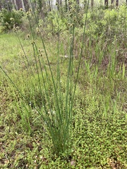 Juncus megacephalus