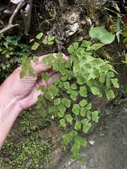 Adiantum tenerum