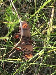Erebia epipsodea