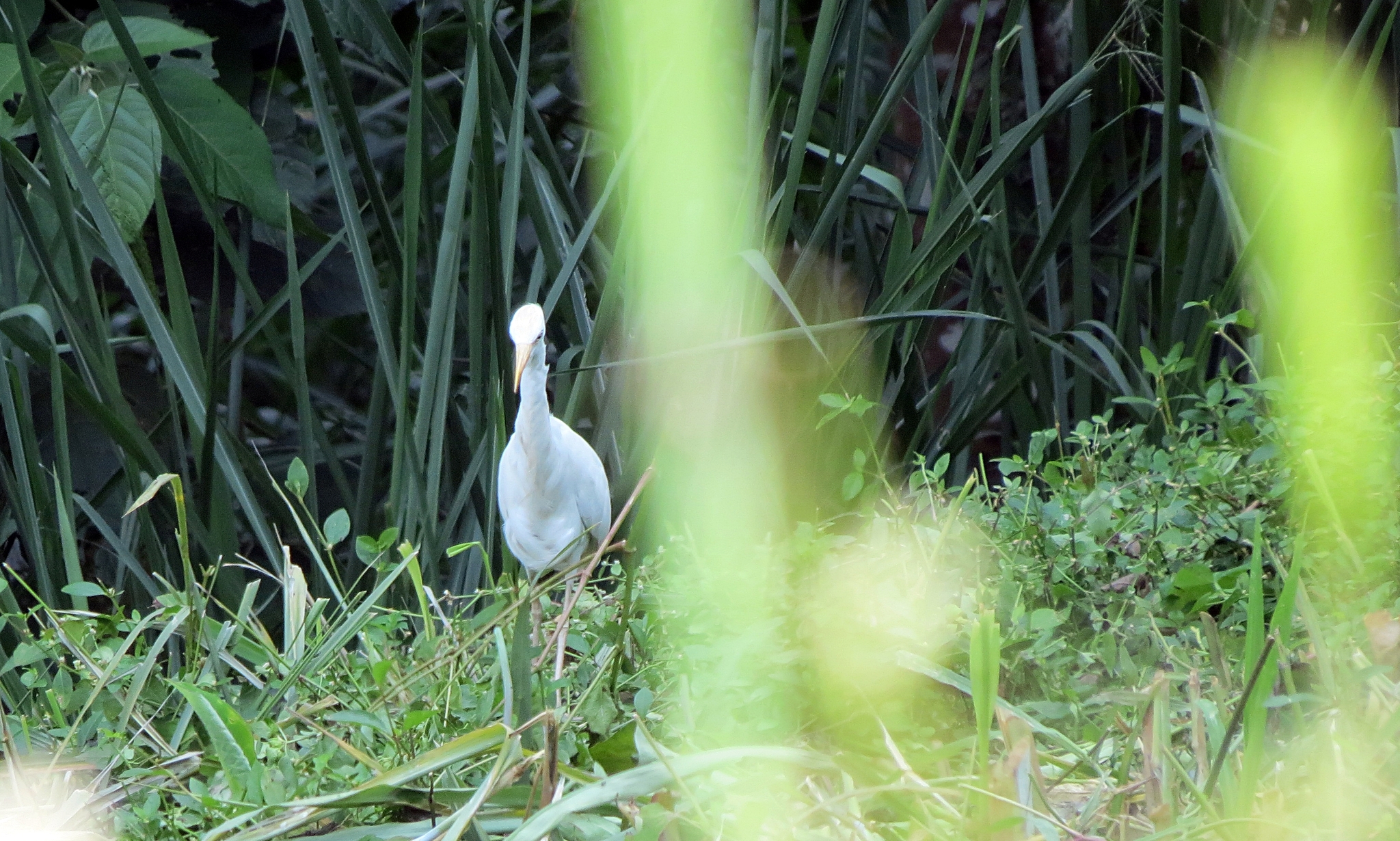 Western Cattle Egret
