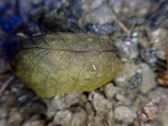 Pseudaneitea
