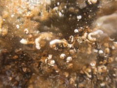 Spirobranchus triqueter