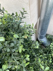 Allograpta obliqua