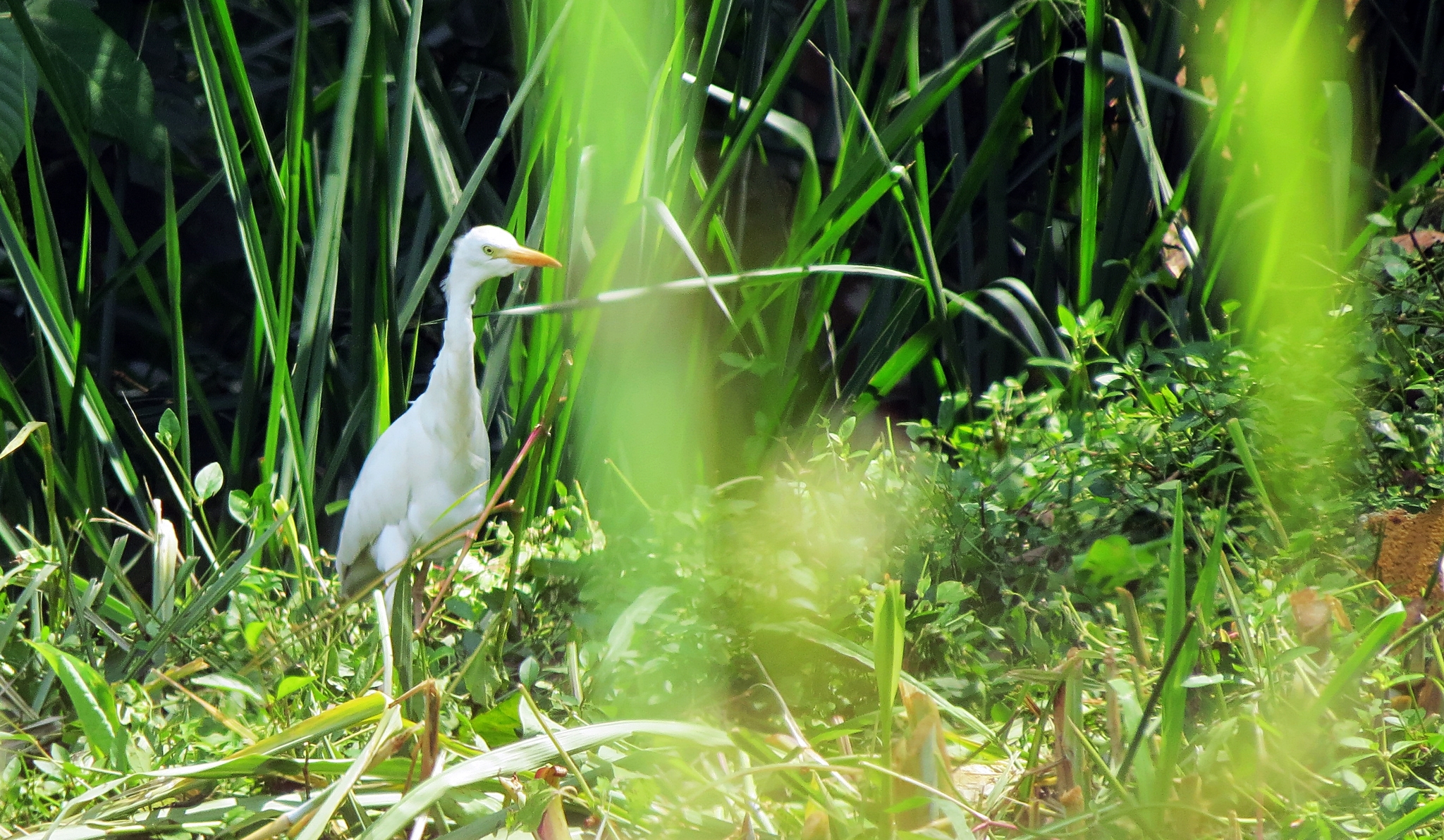 Western Cattle Egret