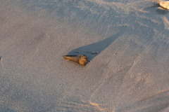 Lamniformes