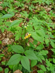 Vicia oroboides