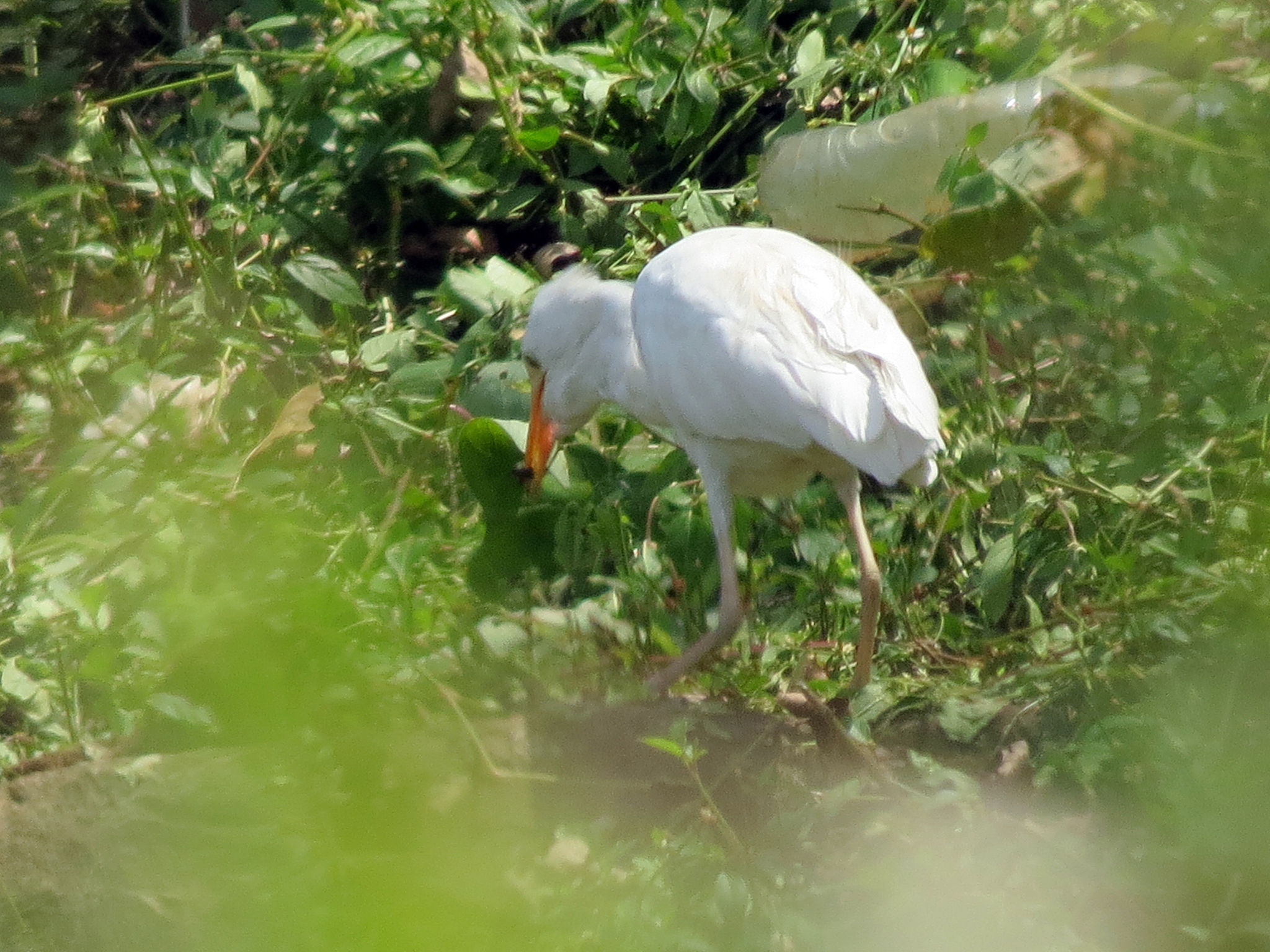 Western Cattle Egret