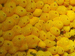 Didemnum carnulentum