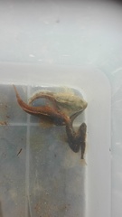 Cottus gobio