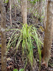 Carex wahuensis