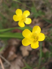 Ranunculus occidentalis occidentalis
