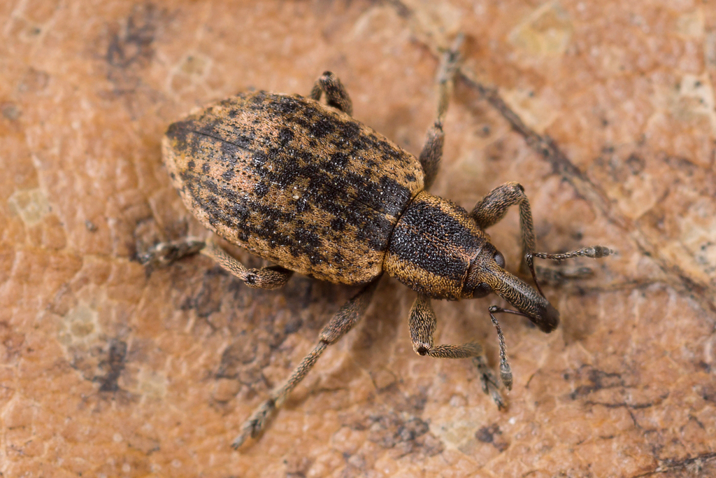 Hypera conmaculata