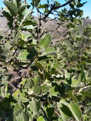Podalyria sericea