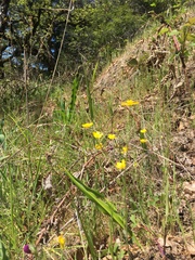 Ranunculus occidentalis occidentalis