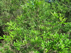 Zanthoxylum fagara
