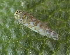 Eupteryx decemnotata