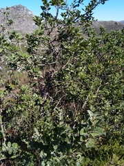 Podalyria sericea