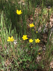 Ranunculus occidentalis occidentalis