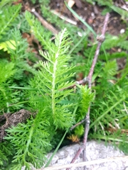 Achillea millefolium