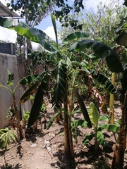 Musa
