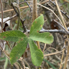 Ipomoea magnusiana image