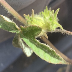 Ipomoea magnusiana image