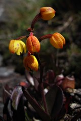 Polystachya pubescens