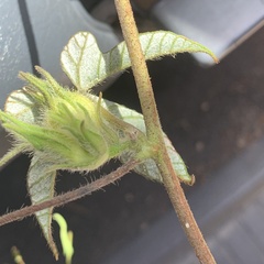 Ipomoea magnusiana image