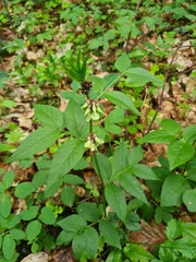 Vicia oroboides