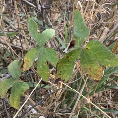 Ipomoea magnusiana image