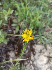 Genista tournefortii