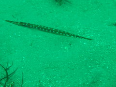 Aulorhynchus flavidus