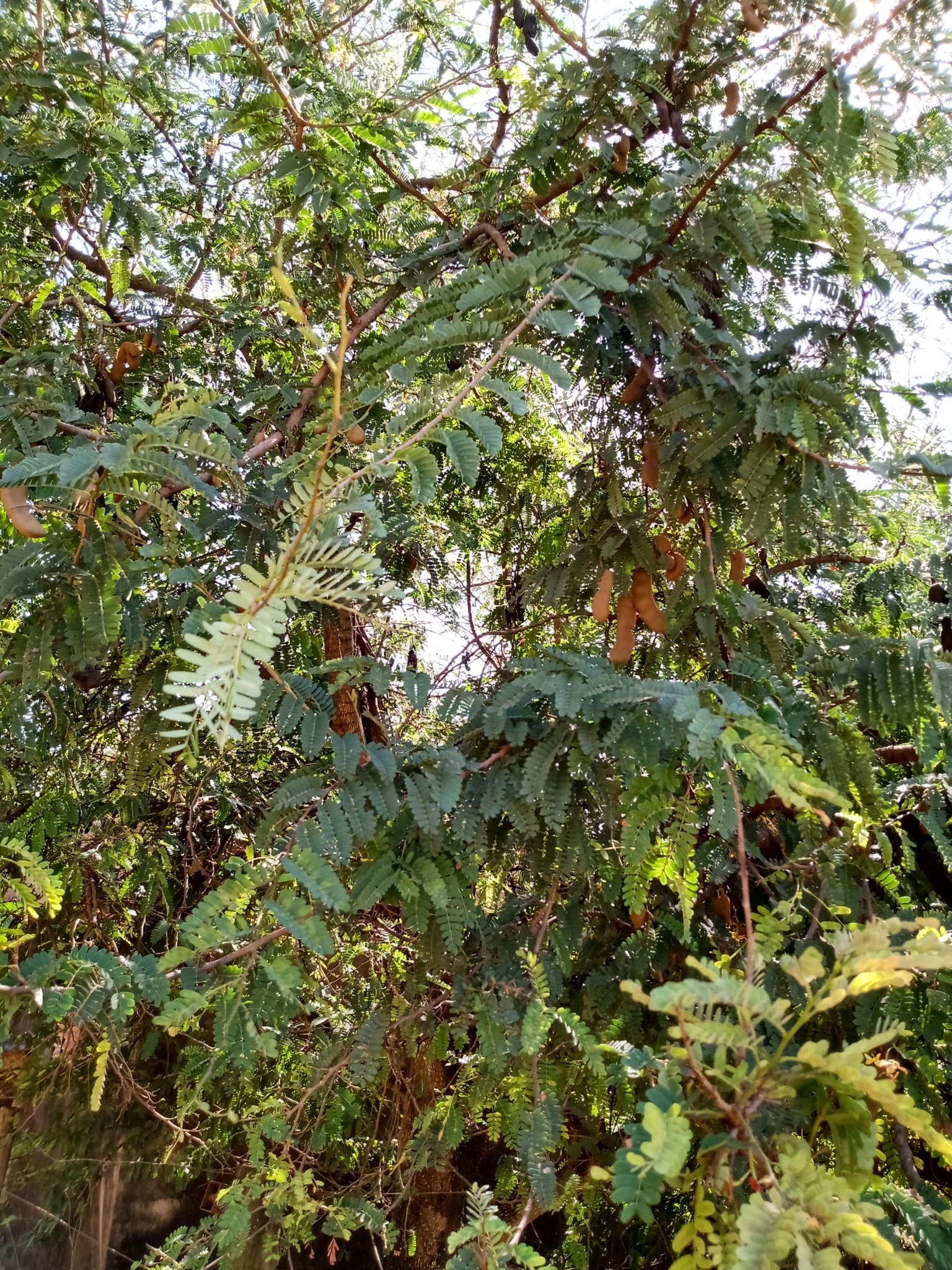 Tamarindus indica