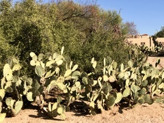 Opuntia engelmannii engelmannii