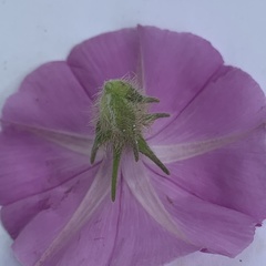 Ipomoea magnusiana image