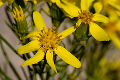 Senecio warnockii