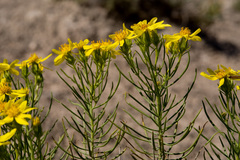 Senecio warnockii