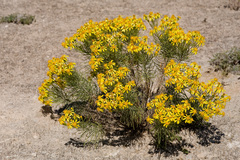 Senecio warnockii