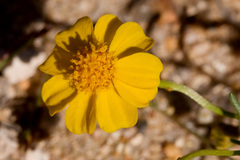 Thymophylla aurea