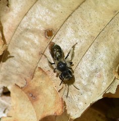 Andrena erigeniae
