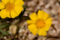 Thymophylla aurea