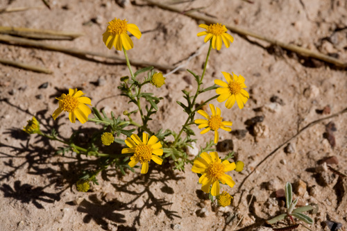 manyawn pricklyleaf (Thymophylla aurea var. polychaeta)