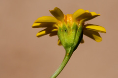Thymophylla aurea