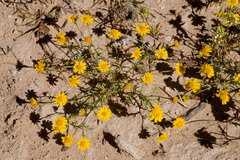 Thymophylla aurea