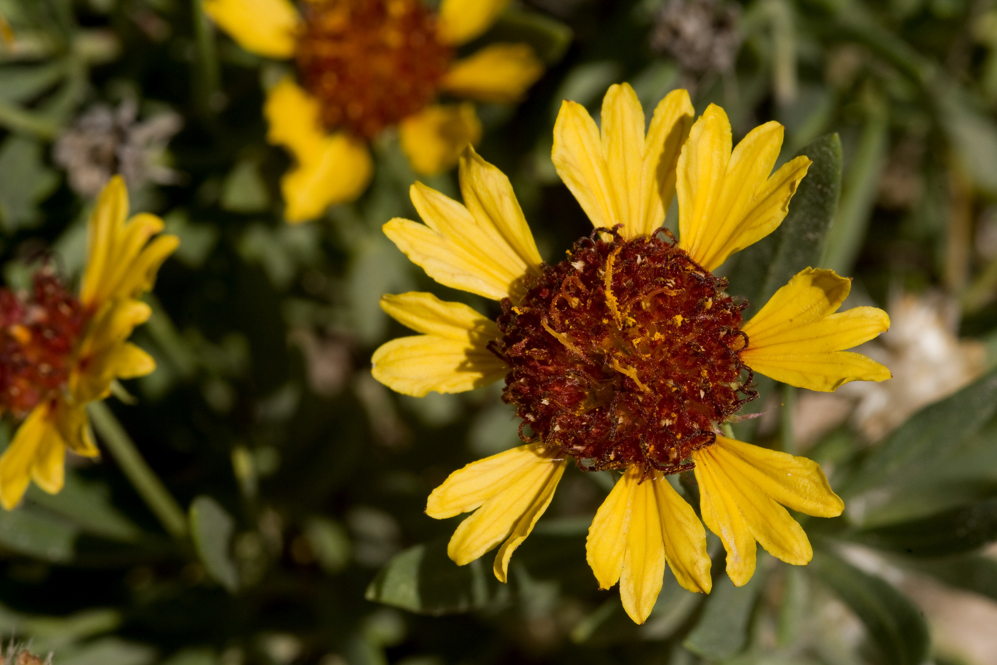 Gaillardia multiceps